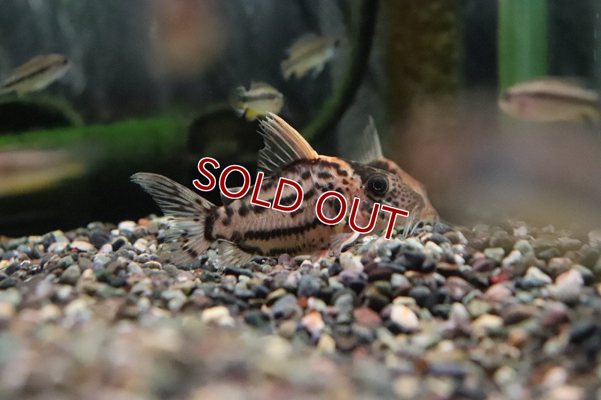 画像2: 【淡水魚】【通販】特価 コリドラス セミロングノーズ スーパーシュワルツィ ラブレア産 ワイルド【１匹 サンプル画像】 (2)