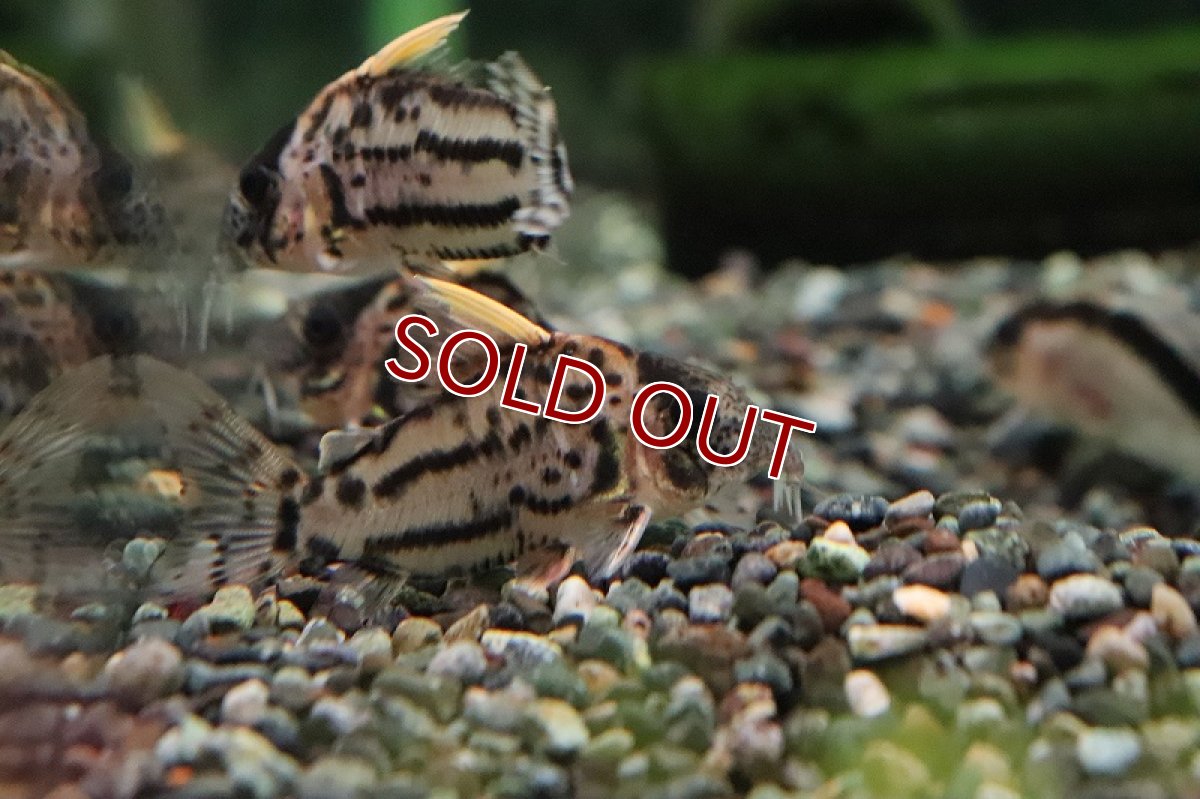画像3: 【淡水魚】【通販】特価 コリドラス セミロングノーズ スーパーシュワルツィ ラブレア産 ワイルド【１匹 サンプル画像】 (3)