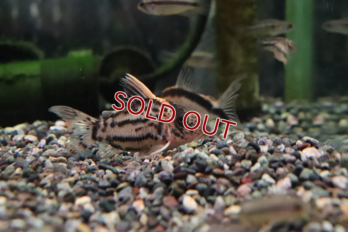 画像4: 【淡水魚】【通販】特価 コリドラス セミロングノーズ スーパーシュワルツィ ラブレア産 ワイルド【１匹 サンプル画像】 (4)