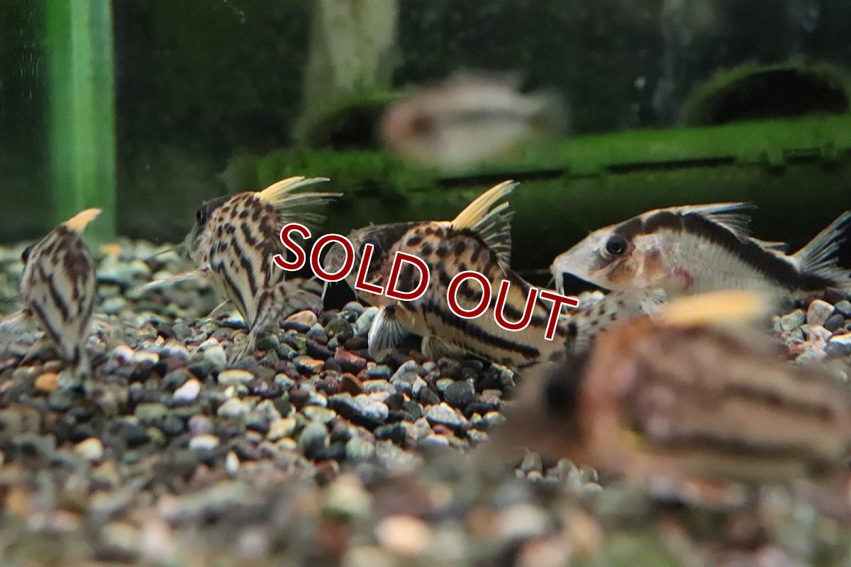 画像5: 【淡水魚】【通販】特価 コリドラス セミロングノーズ スーパーシュワルツィ ラブレア産 ワイルド【１匹 サンプル画像】 (5)