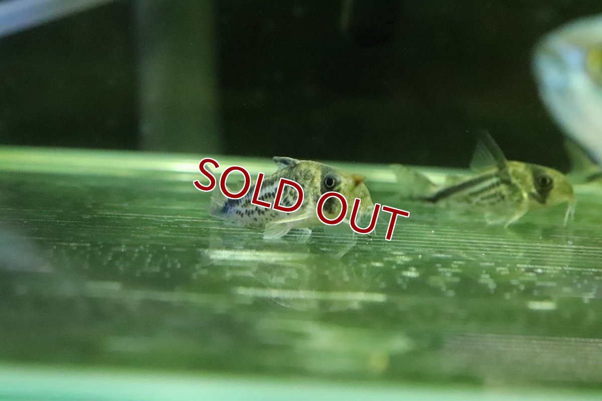 画像2: 【淡水魚】【通販】コリドラス ロクソゾナス【１匹 サンプル画像】(±3cm)(コリドラス)(生体)(熱帯魚)NKCR (2)