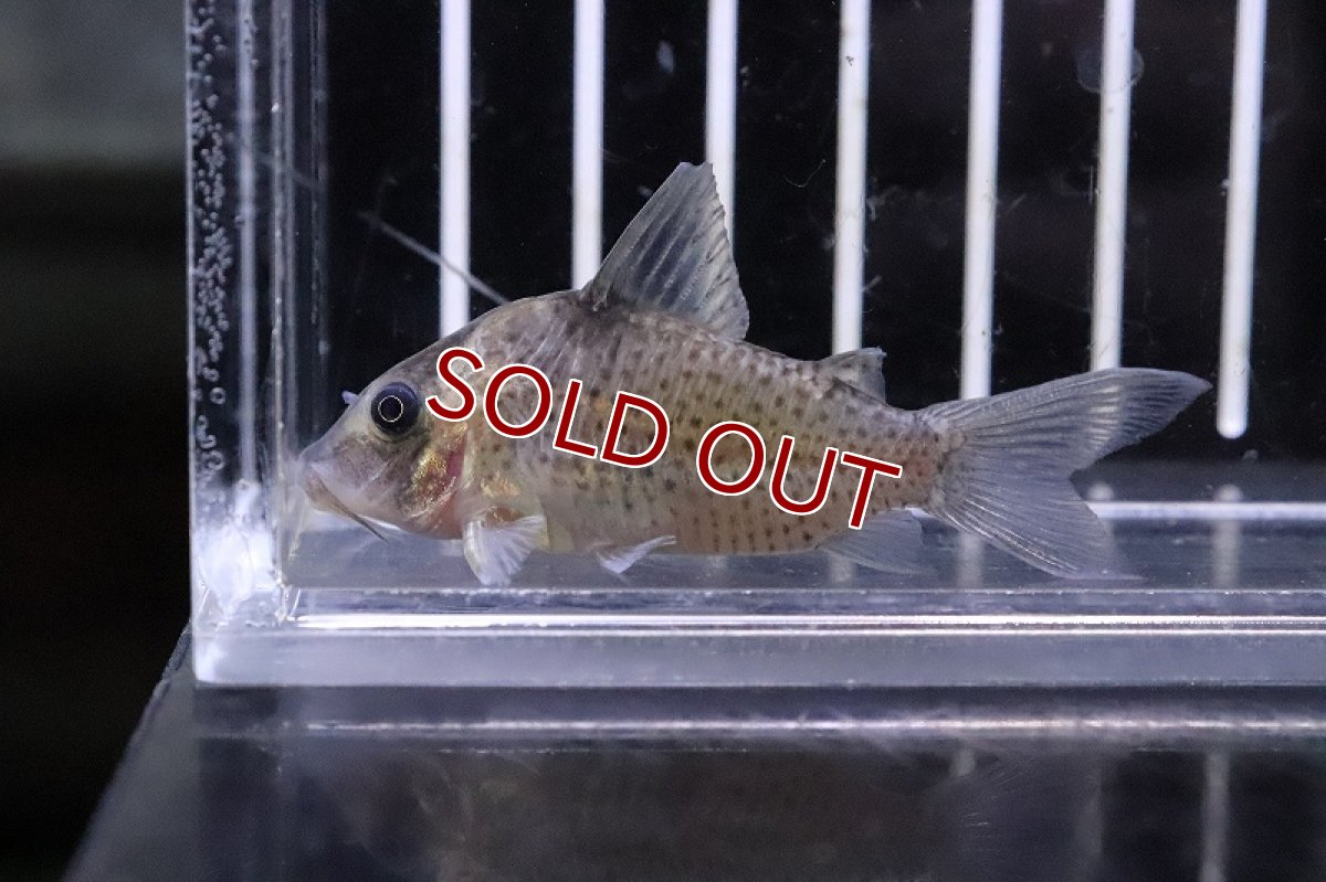 画像2: 【淡水魚】【通販】コリドラス クリムメニ ローライマ産 ワイルド【１匹 サンプル画像】(±5-6cm)(コリドラス)(生体)(熱帯魚)NKCR (2)