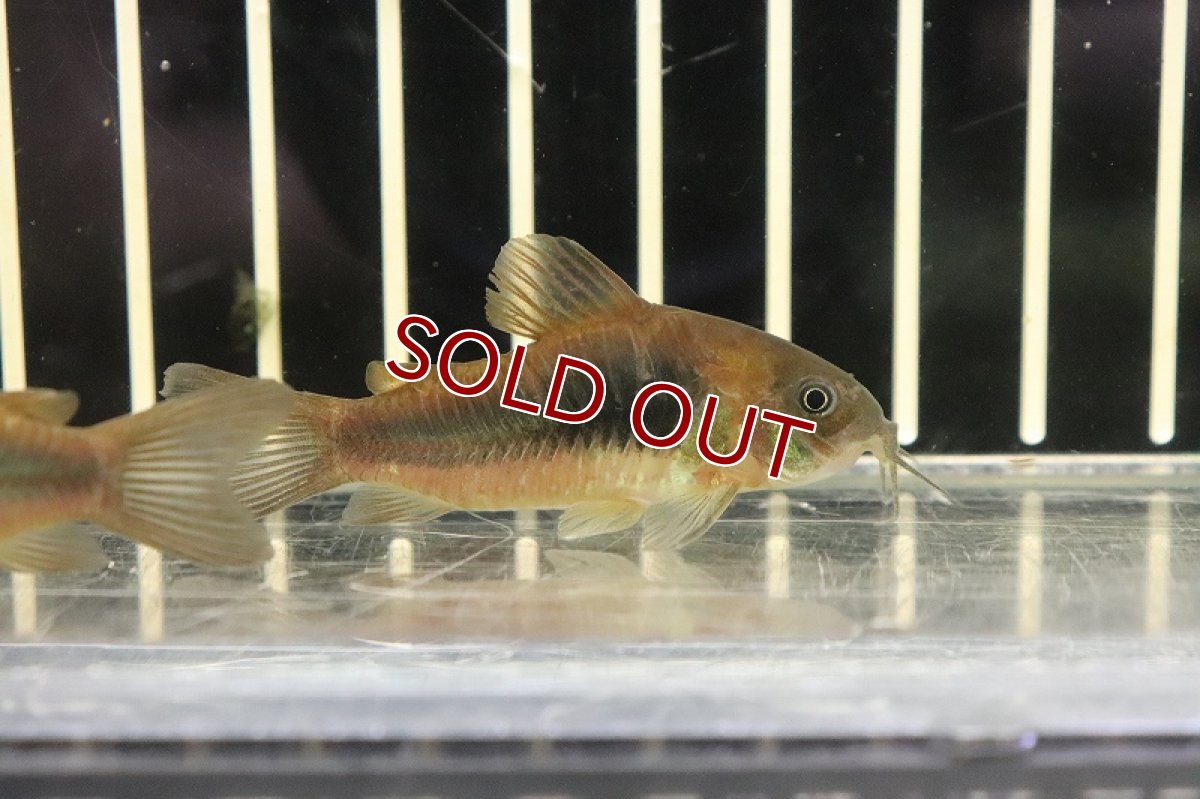 画像2: 【淡水魚】超大特価 コリドラス アエネウス パラグアイ産 ワイルド【１匹 サンプル画像】(±5cm)(コリドラス)(生体)(熱帯魚)NKCR (2)