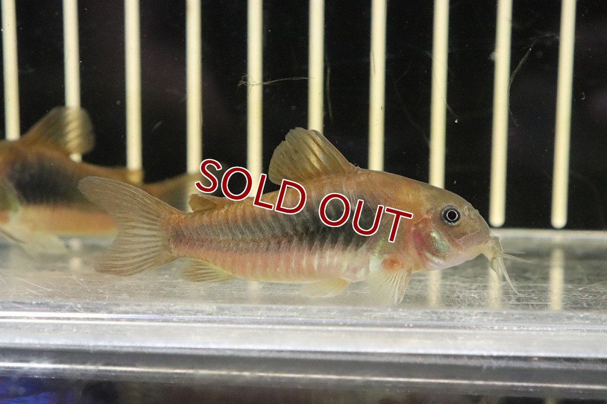 画像3: 【淡水魚】超大特価 コリドラス アエネウス パラグアイ産 ワイルド【１匹 サンプル画像】(±5cm)(コリドラス)(生体)(熱帯魚)NKCR (3)