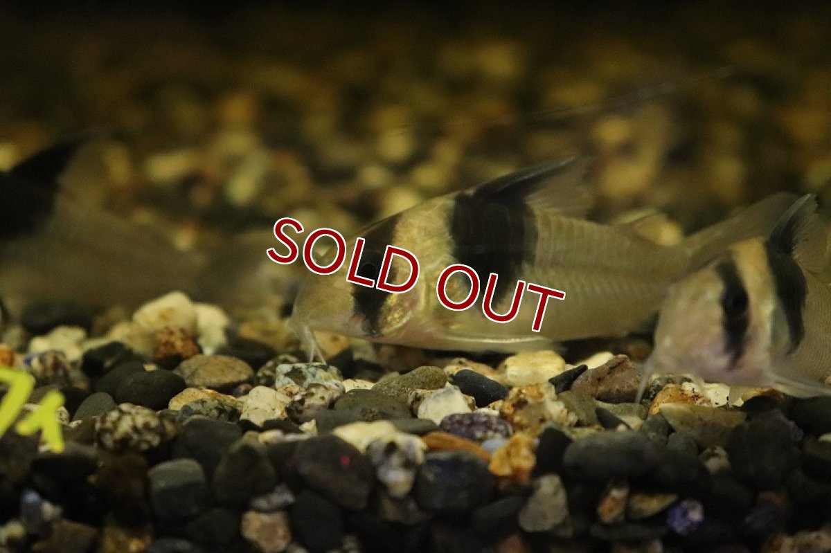 画像2: 【淡水魚】コリドラス ショートノーズスーパービコロール ワイルド【１匹 サンプル画像】(±5cm)(コリドラス)(生体)(熱帯魚)NKCR (2)