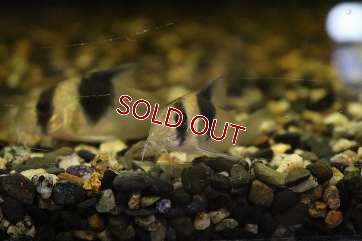 画像3: 【淡水魚】コリドラス ショートノーズスーパービコロール ワイルド【１匹 サンプル画像】(±5cm)(コリドラス)(生体)(熱帯魚)NKCR (3)