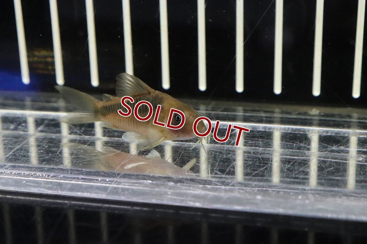 画像2: 【淡水魚】激レア コリドラス sp CW68 ジュイナ産 ワイルド【１匹 サンプル画像】(コリドラス)(生体)(熱帯魚)NKCR (2)