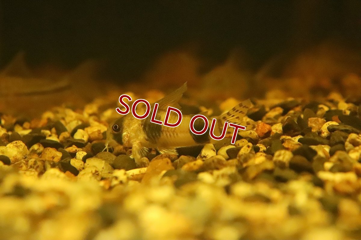 画像2: 【淡水魚】特価 ハイフィン コリドラス アッシャー イガラッペ イラ産 ワイルド【１匹サンプル画像】(±4cm)(生体)(熱帯魚)NCR (2)