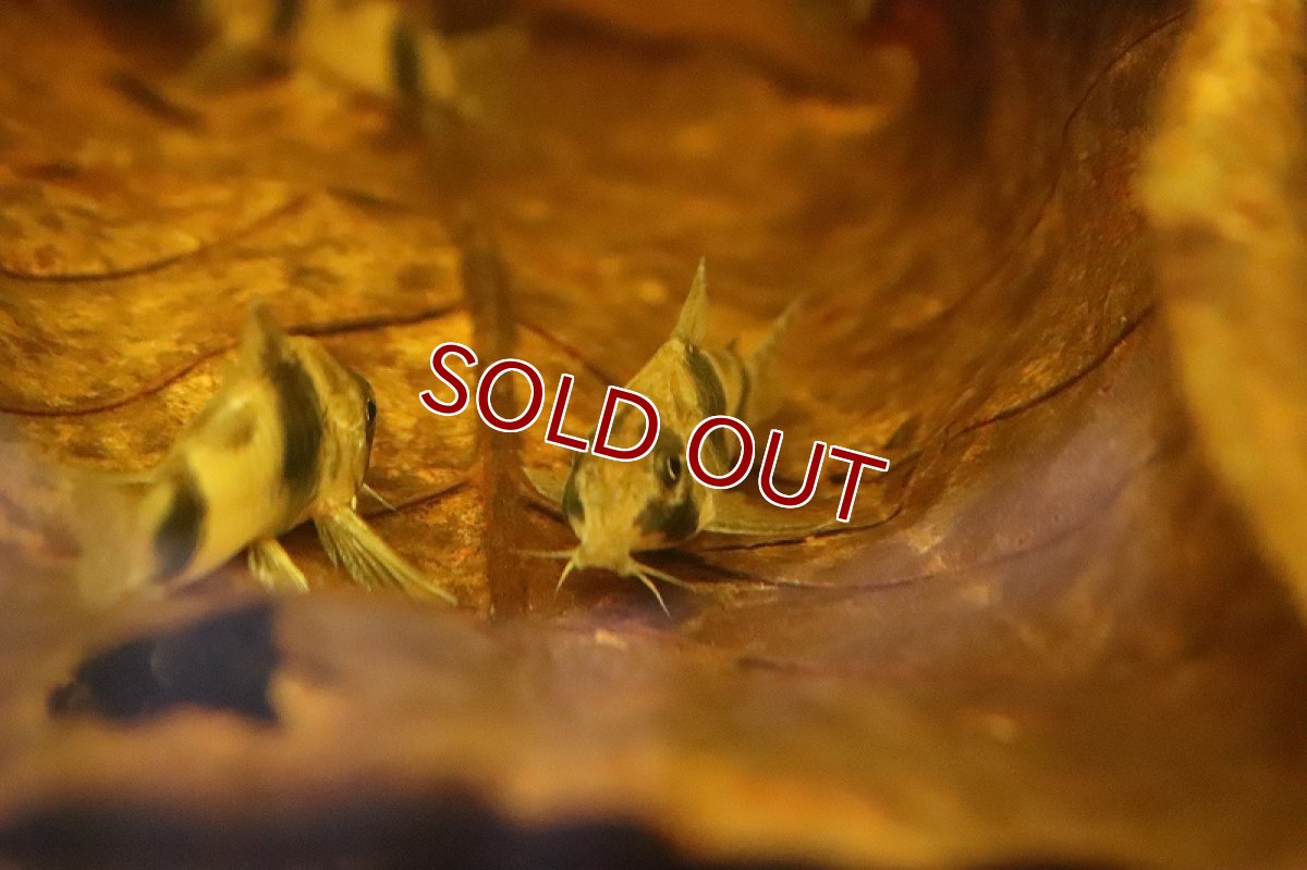 画像3: 【淡水魚】特価 ハイフィン コリドラス アッシャー イガラッペ イラ産 ワイルド【１匹サンプル画像】(±4cm)(生体)(熱帯魚)NCR (3)