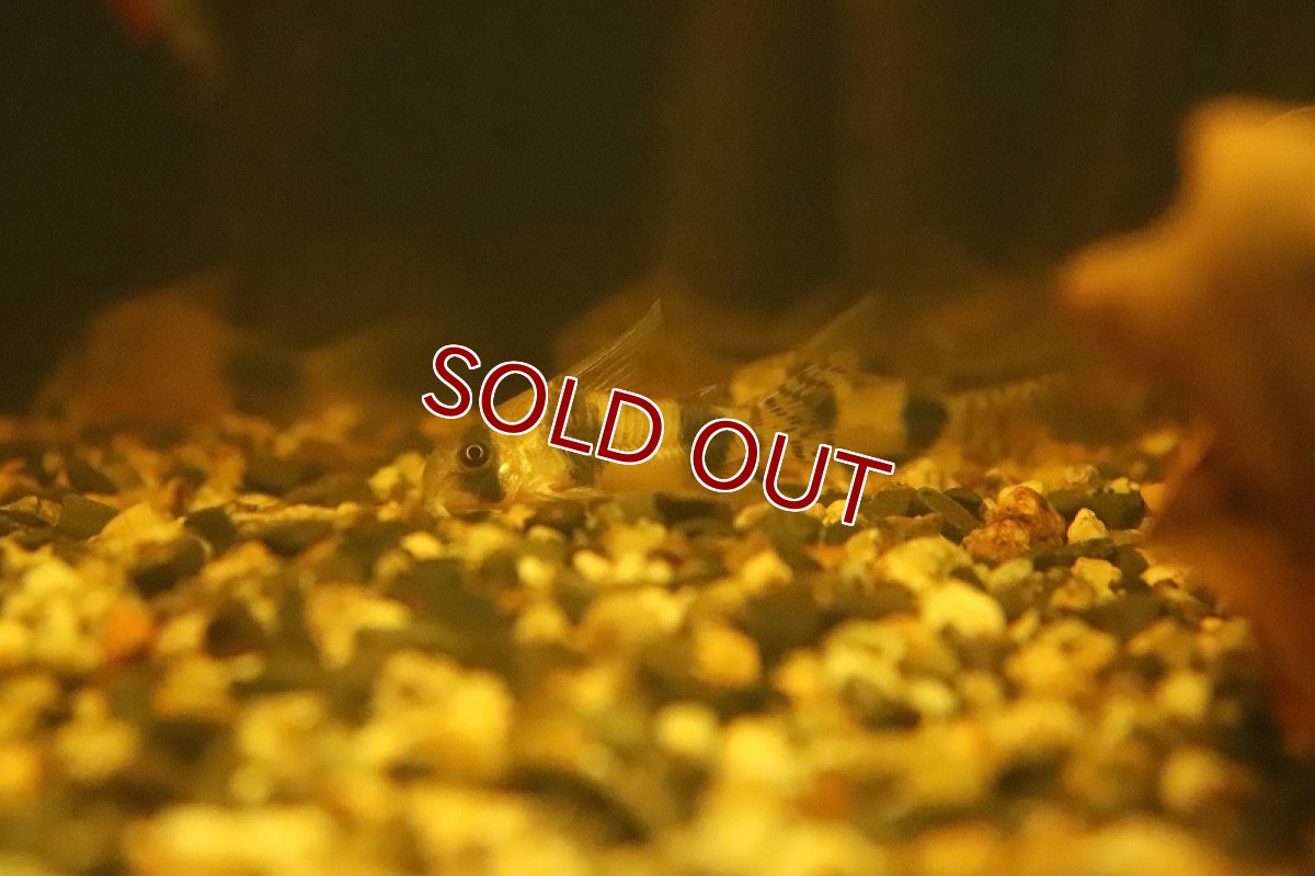 画像4: 【淡水魚】特価 ハイフィン コリドラス アッシャー イガラッペ イラ産 ワイルド【１匹サンプル画像】(±4cm)(生体)(熱帯魚)NCR (4)