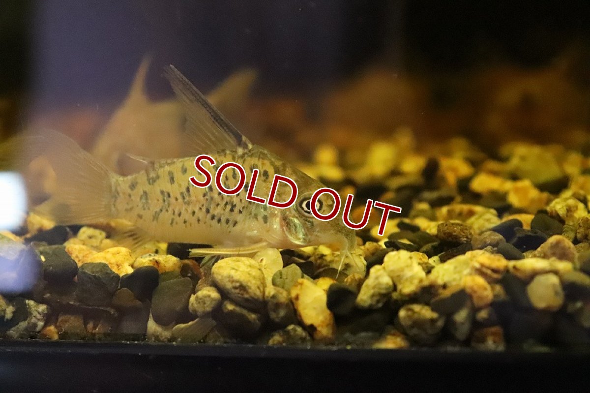 画像2: 【淡水魚】特価 コリドラス オガワエ リオ アンブレ産 ワイルド【１匹サンプル画像】(±5cm)(コリドラス)(生体)(熱帯魚)NCR (2)