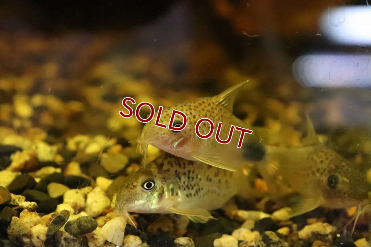 画像2: 【淡水魚】コリドラス シミリス II イガラッペ カンブレ産 ワイルド【１匹サンプル画像】(±5cm)(コリドラス)(生体)(熱帯魚)NCR (2)