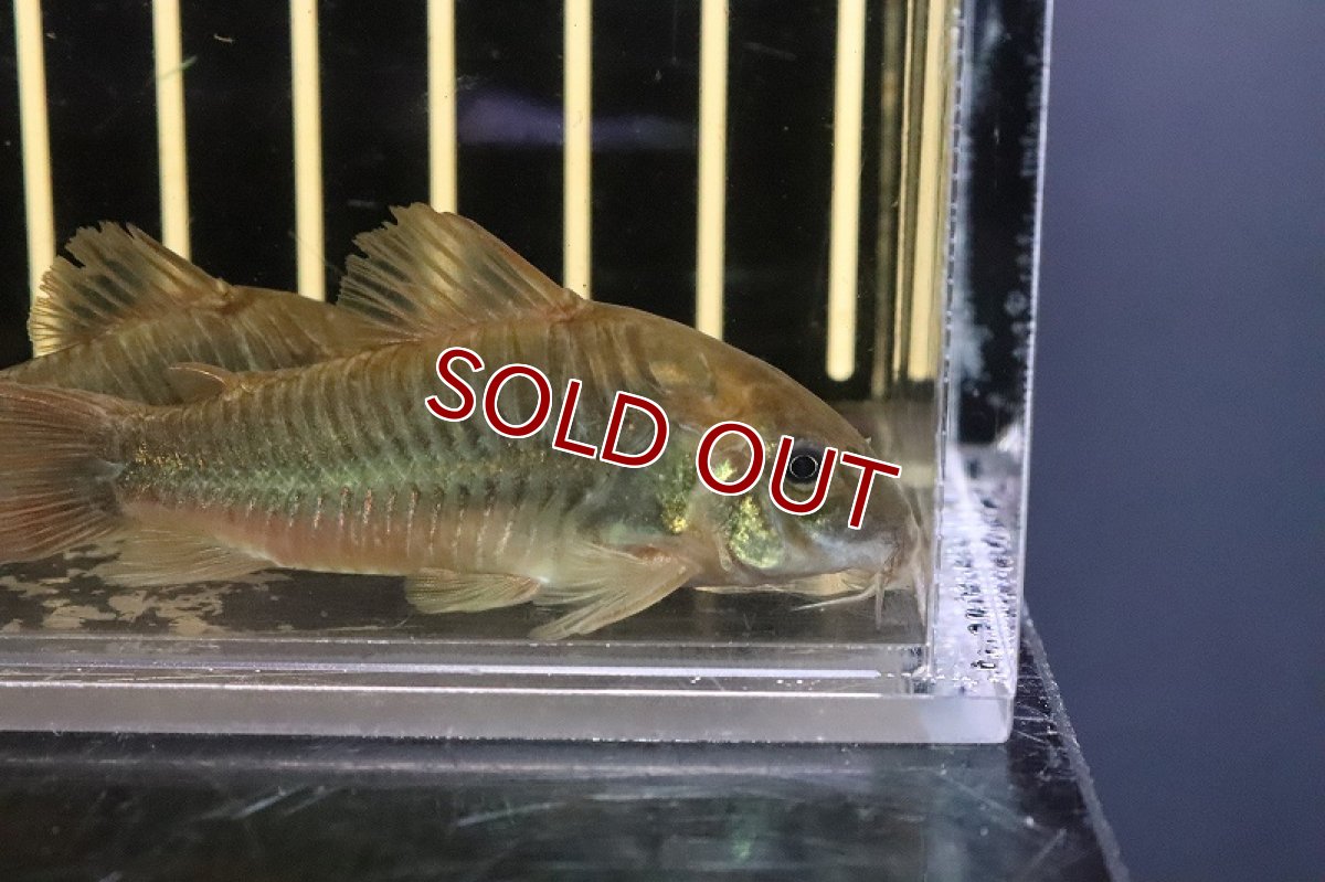 画像2: 【淡水魚】激安超大特価 新種 コリドラス sp フレスコ ノーバオリンダ ワイルド【１匹サンプル画像】(±6-7cm)(生体)(熱帯魚)NCR (2)