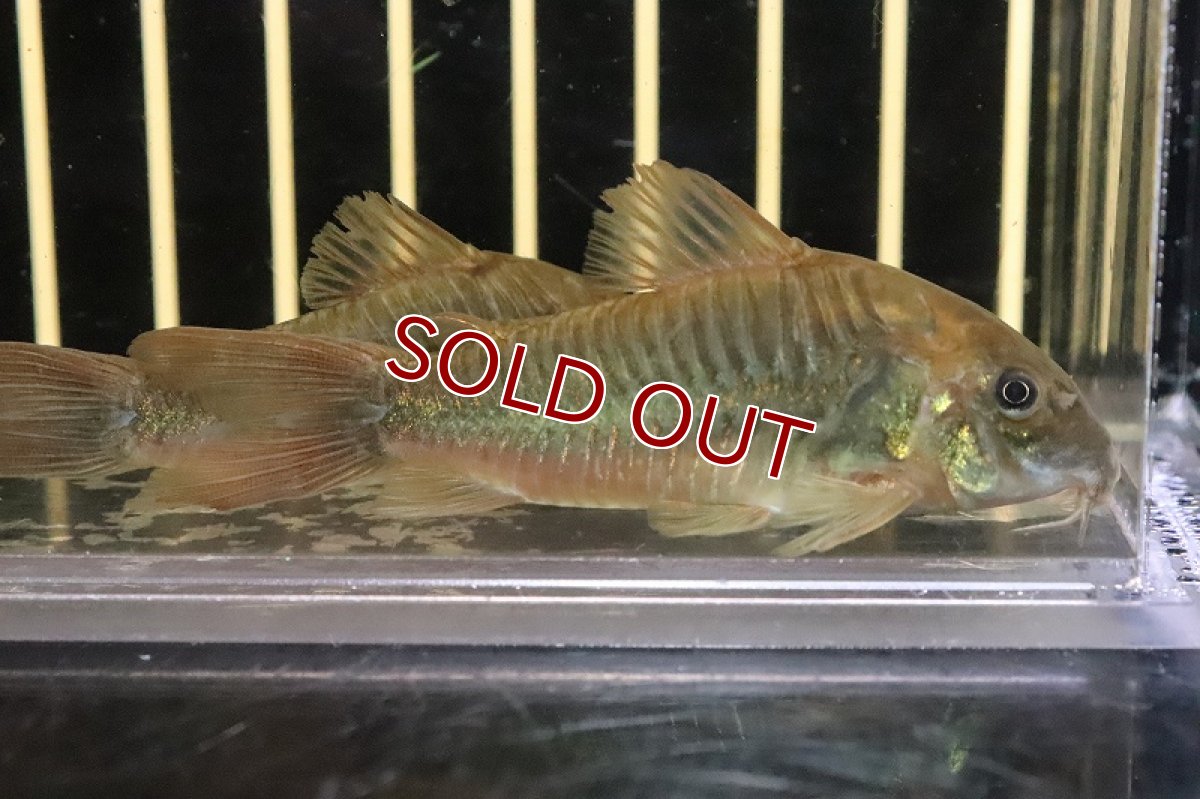 画像3: 【淡水魚】激安超大特価 新種 コリドラス sp フレスコ ノーバオリンダ ワイルド【１匹サンプル画像】(±6-7cm)(生体)(熱帯魚)NCR (3)