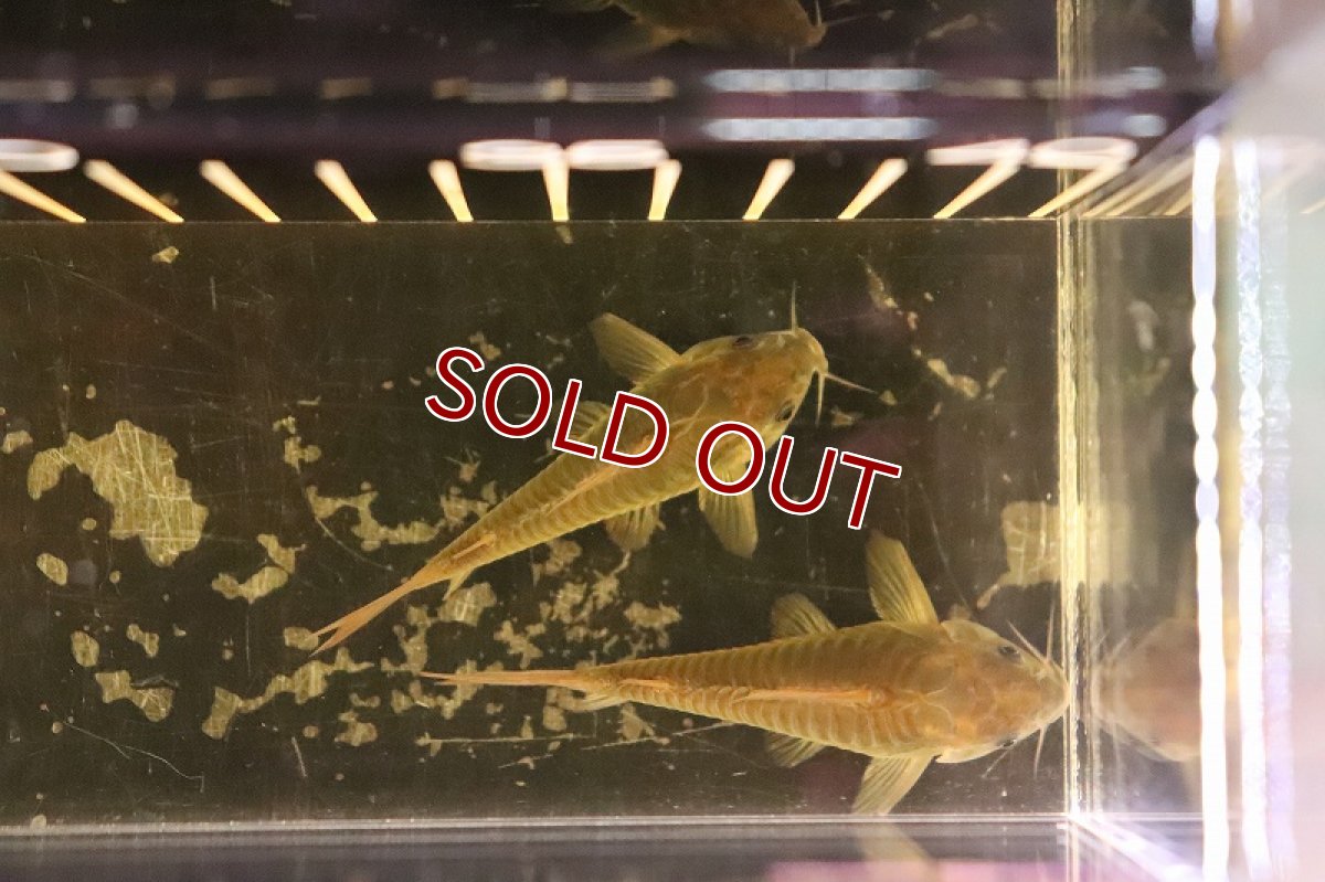 画像4: 【淡水魚】激安超大特価 新種 コリドラス sp フレスコ ノーバオリンダ ワイルド【１匹サンプル画像】(±6-7cm)(生体)(熱帯魚)NCR (4)