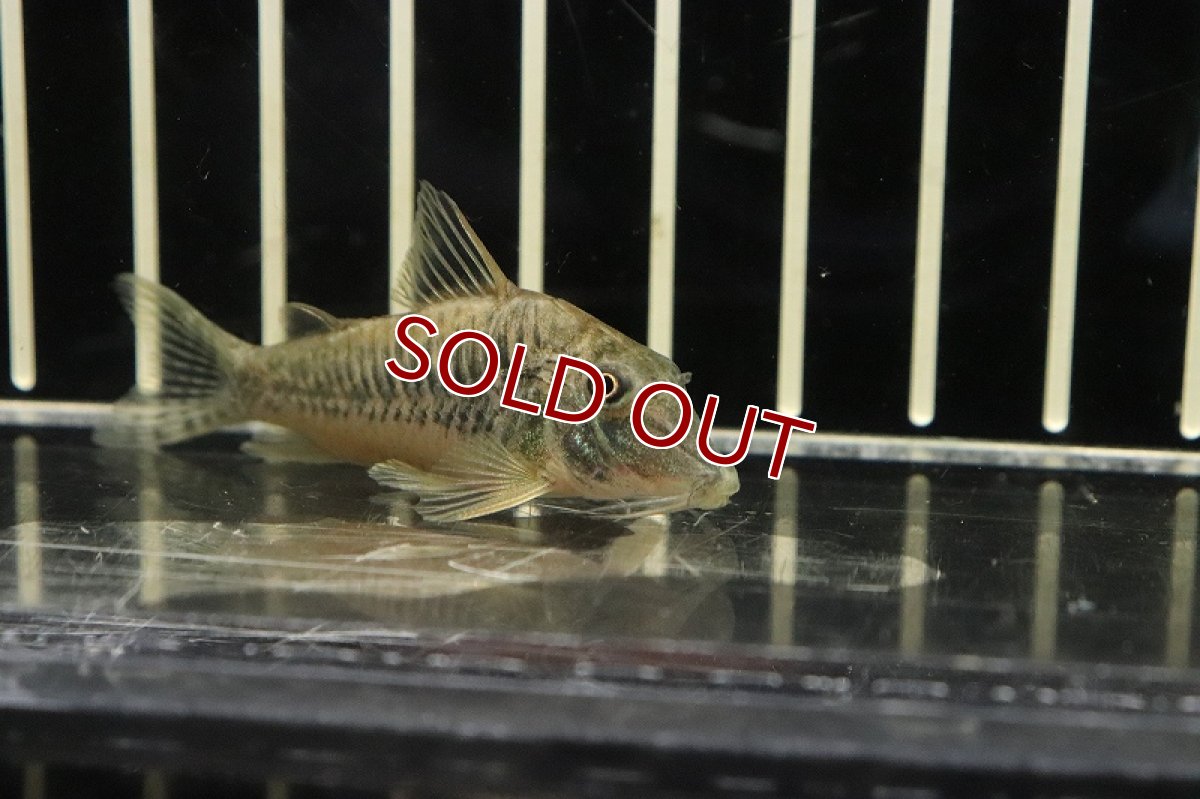 画像2: 【淡水魚】超激レア コリドラス イザナギ アノリ産 ワイルド【１匹 サンプル画像】(±5cm)(コリドラス)(生体)(熱帯魚)NKCR (2)