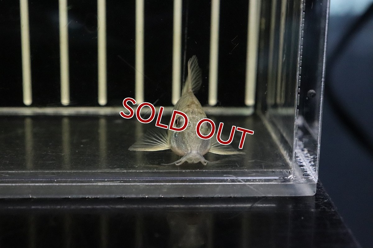 画像3: 【淡水魚】超激レア コリドラス イザナギ アノリ産 ワイルド【１匹 サンプル画像】(±5cm)(コリドラス)(生体)(熱帯魚)NKCR (3)