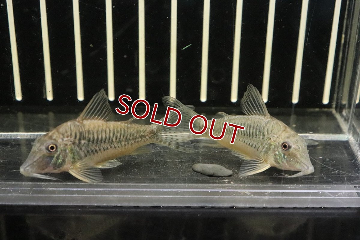 画像4: 【淡水魚】超激レア コリドラス イザナギ アノリ産 ワイルド【１匹 サンプル画像】(±5cm)(コリドラス)(生体)(熱帯魚)NKCR (4)