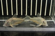 画像4: 【淡水魚】【通販】超激レア コリドラス イザナギ アノリ産 ワイルド【１匹 サンプル画像】(±5cm)(コリドラス)(生体)(熱帯魚)NKCR (4)