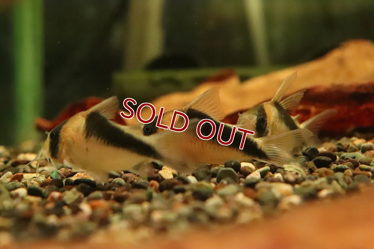 画像2: 【淡水魚】特価 コリドラス ブロードバンド デビットサンジィ ワイルド【１匹 サンプル画像】(±4-5cm)(コリドラス)(生体)(熱帯魚)NKCR (2)