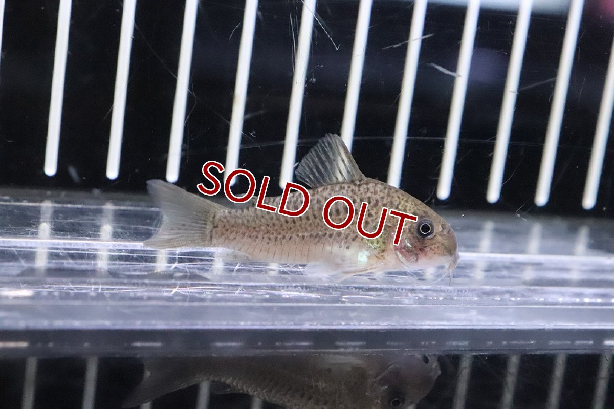 画像3: 【淡水魚】激レア コリドラス sp ボロロ アウデイア産 ワイルド【１匹 サンプル画像】(±5cm)(コリドラス)(生体)(熱帯魚)NKCR (3)