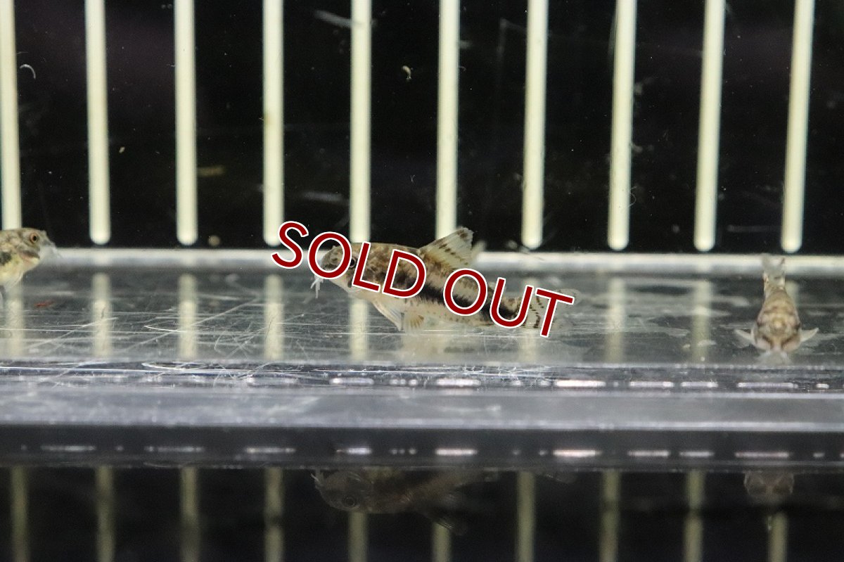 画像2: 【淡水魚】コリドラス ハブロスス ワイルド【１匹 サンプル画像】(±2cm)(コリドラス)(生体)(熱帯魚)NKCR (2)