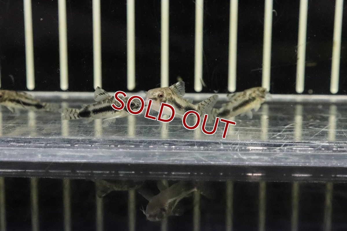 画像3: 【淡水魚】コリドラス ハブロスス ワイルド【１匹 サンプル画像】(±2cm)(コリドラス)(生体)(熱帯魚)NKCR (3)