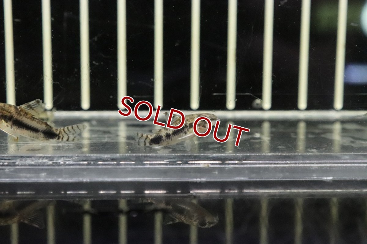 画像4: 【淡水魚】コリドラス ハブロスス ワイルド【１匹 サンプル画像】(±2cm)(コリドラス)(生体)(熱帯魚)NKCR (4)