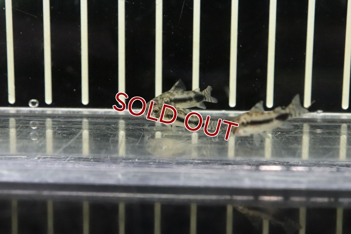 画像5: 【淡水魚】コリドラス ハブロスス ワイルド【１匹 サンプル画像】(±2cm)(コリドラス)(生体)(熱帯魚)NKCR (5)