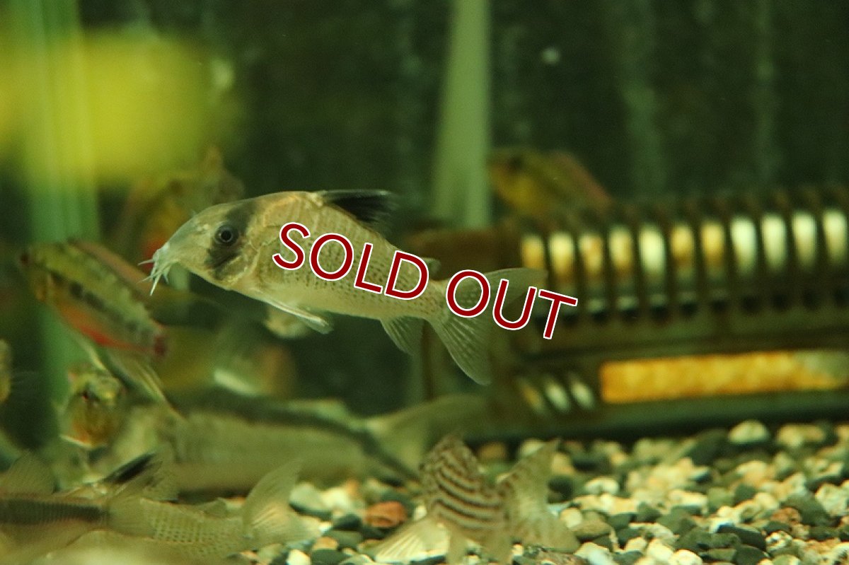 画像2: 【淡水魚】コリドラス スーパーポタロエンシス マディラ水系 リオカノアス産 ワイルド【１匹 サンプル画像】(コリドラス)(生体)(熱帯魚)NKCR (2)