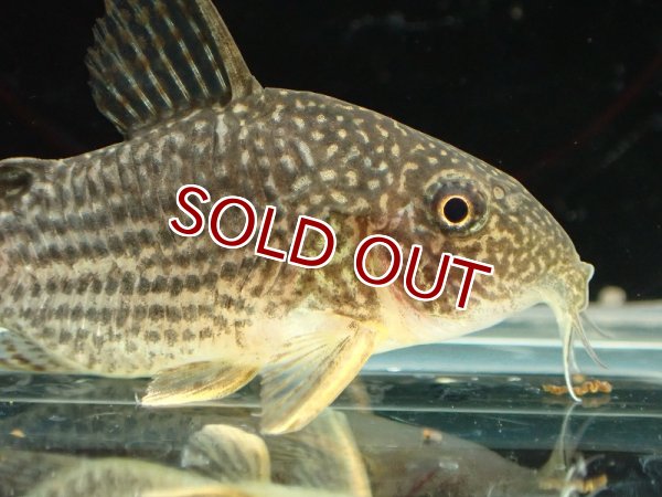 コリドラス Grande Man】コリドラス ハイブリッド（アドルフォイ×ジュリー