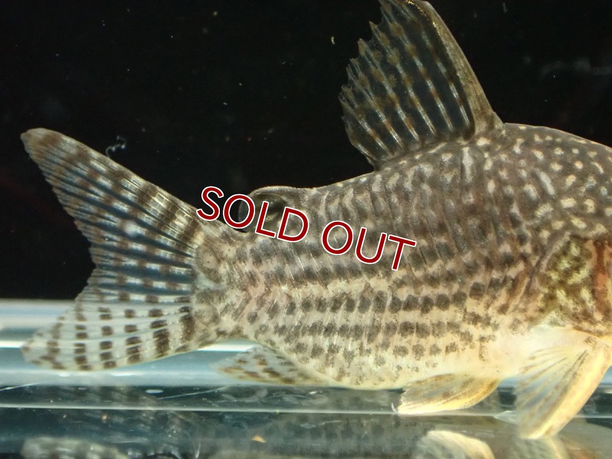 画像3: 【淡水魚】激レア ショートボディ コリドラス ステルバイ【１匹 サンプル画像】(±3-4cm)(コリドラス)(生体)(熱帯魚)NKCR (3)