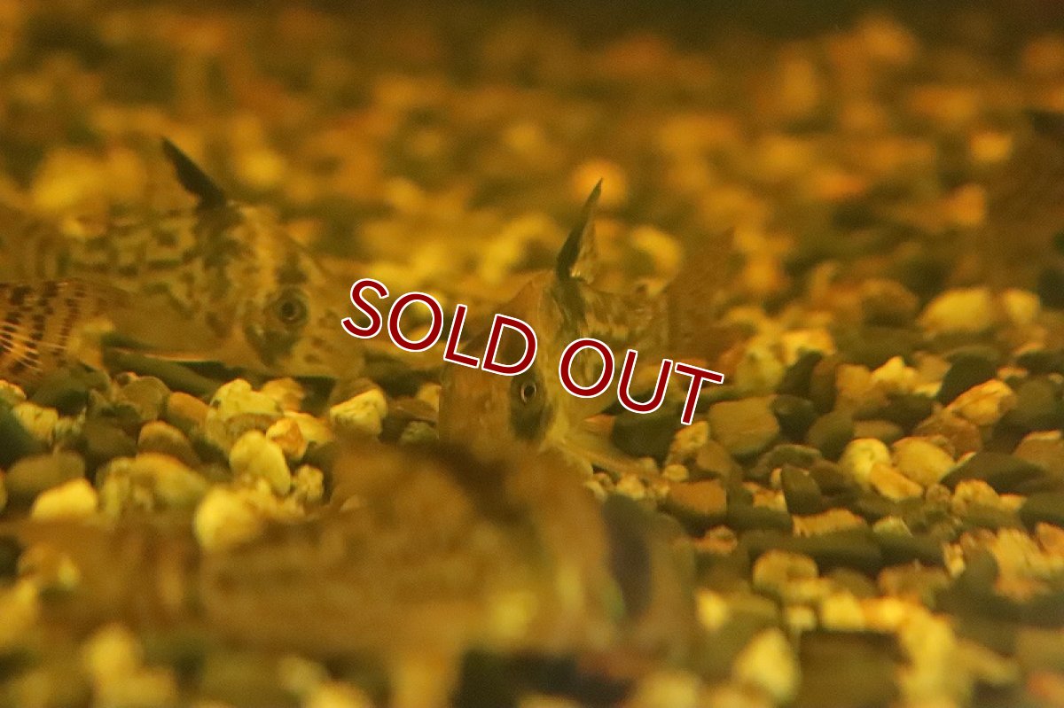 画像2: 【淡水魚】コリドラス コロンビアエヴェリナエ ワイルド【１匹 サンプル画像】(±4-5cm)(コリドラス)(生体)(熱帯魚)NKCR (2)