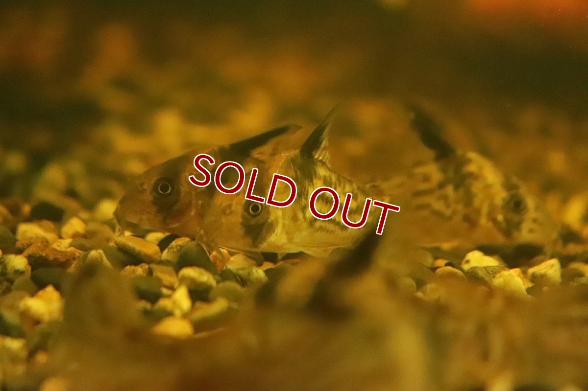 画像3: 【淡水魚】コリドラス コロンビアエヴェリナエ ワイルド【１匹 サンプル画像】(±4-5cm)(コリドラス)(生体)(熱帯魚)NKCR (3)