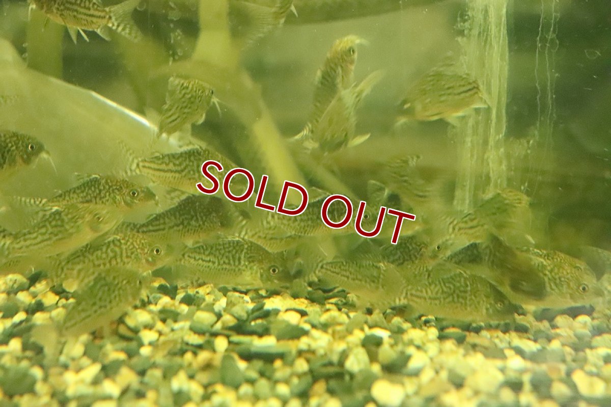 画像2: 【淡水魚】超大特価 コリドラス ソダリス ワイルド【１匹 サンプル画像】(±4-5cm)(コリドラス)(生体)(熱帯魚)NKCR (2)