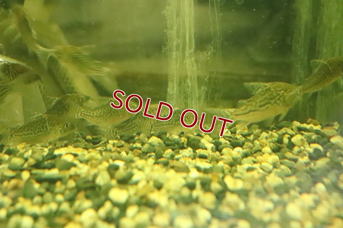 画像3: 【淡水魚】超大特価 コリドラス ソダリス ワイルド【１匹 サンプル画像】(±4-5cm)(コリドラス)(生体)(熱帯魚)NKCR (3)