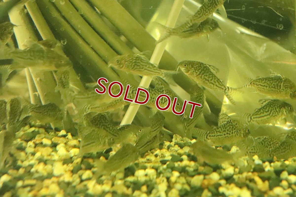 画像4: 【淡水魚】超大特価 コリドラス ソダリス ワイルド【１匹 サンプル画像】(±4-5cm)(コリドラス)(生体)(熱帯魚)NKCR (4)