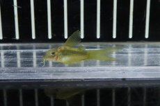 画像2: 【淡水魚】【通販】激レア ロングフィン コリドラス イルミネータスゴールド【１匹 サンプル画像】(±4-5cm)(コリドラス)(生体)(熱帯魚)NKCR (2)