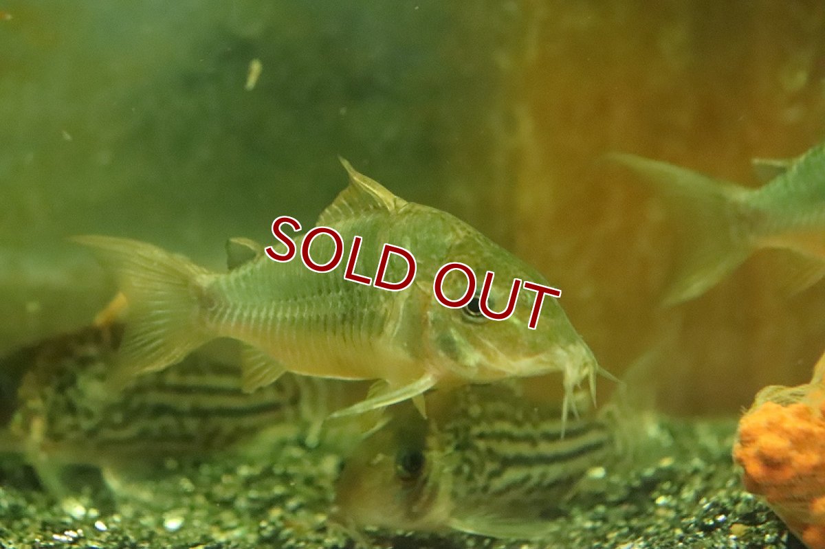 画像2: 【淡水魚】ブラジル便 ブロキス スプレンデンス ワイルド【１匹 サンプル画像】(±6-7cm)(コリドラス)(生体)(熱帯魚)NKCR (2)
