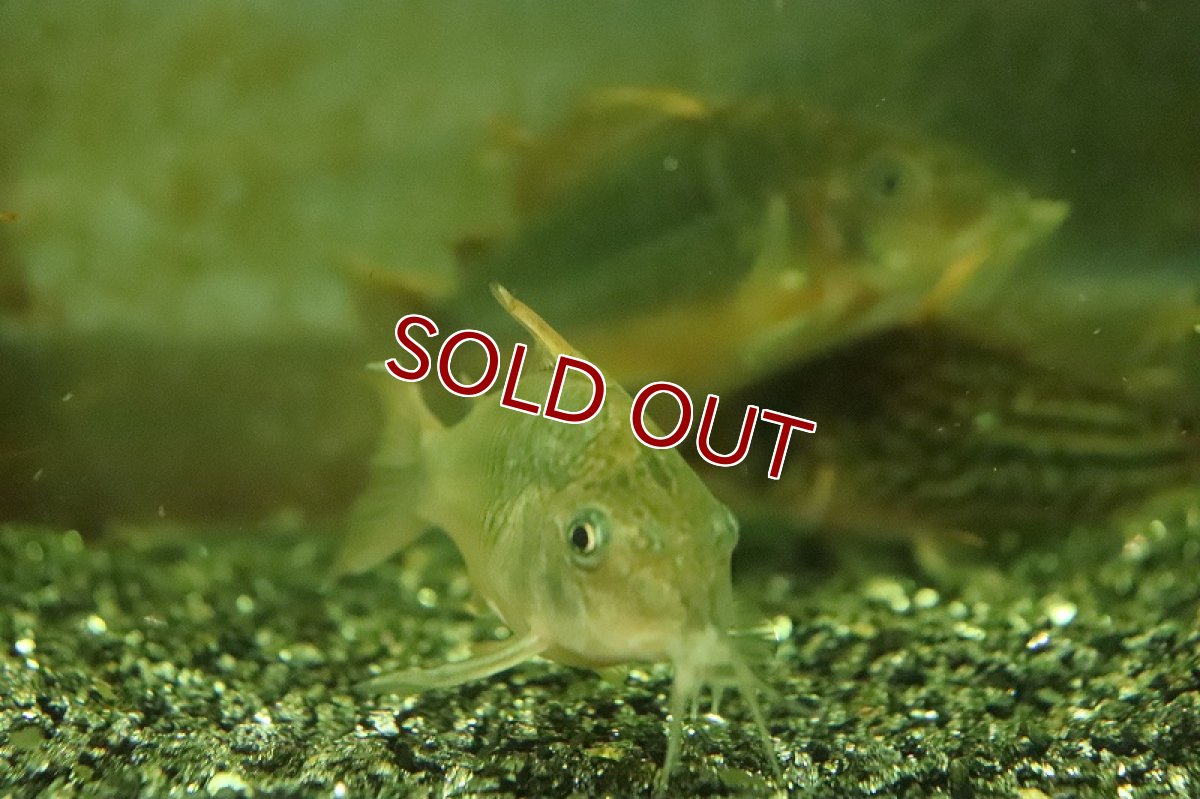 画像3: 【淡水魚】ブラジル便 ブロキス スプレンデンス ワイルド【１匹 サンプル画像】(±6-7cm)(コリドラス)(生体)(熱帯魚)NKCR (3)