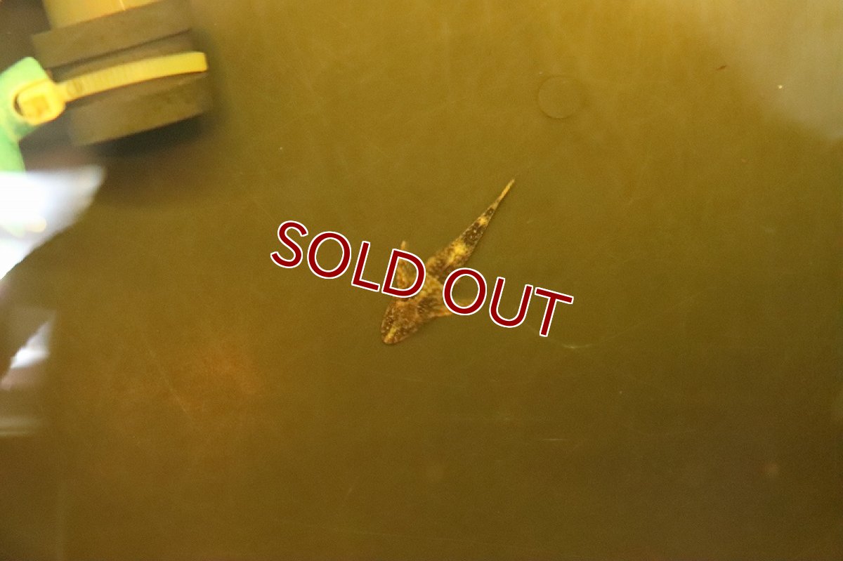 画像2: 【淡水魚】ブラジル便 レア種 グリーンドットパラオトシン リオプレト産 ワイルド【１匹 サンプル画像】(オトシン)(生体)(熱帯魚)NK (2)