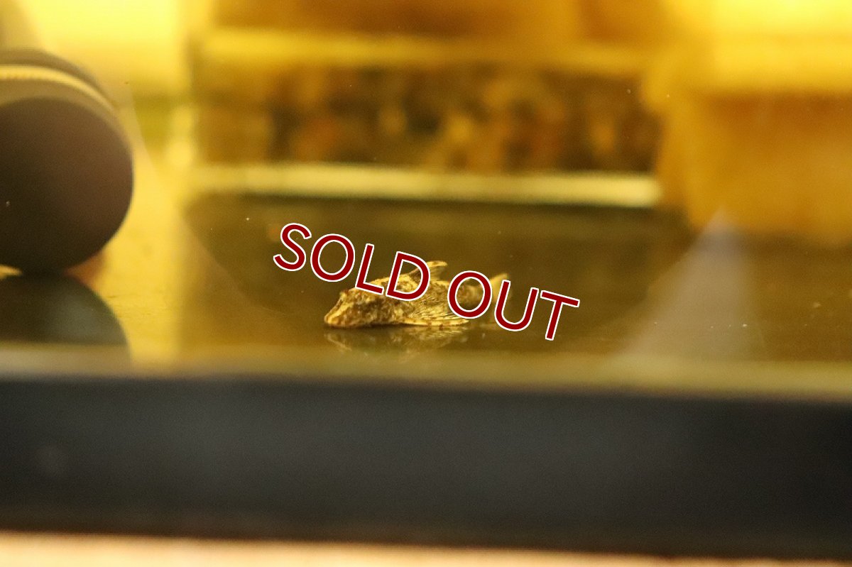 画像3: 【淡水魚】ブラジル便 レア種 グリーンドットパラオトシン リオプレト産 ワイルド【１匹 サンプル画像】(オトシン)(生体)(熱帯魚)NK (3)