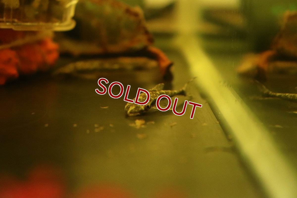 画像2: 【淡水魚】クリスタルマーブルオトシン ワイルド【１匹 サンプル画像】(オトシン)(生体)(熱帯魚)NK (2)