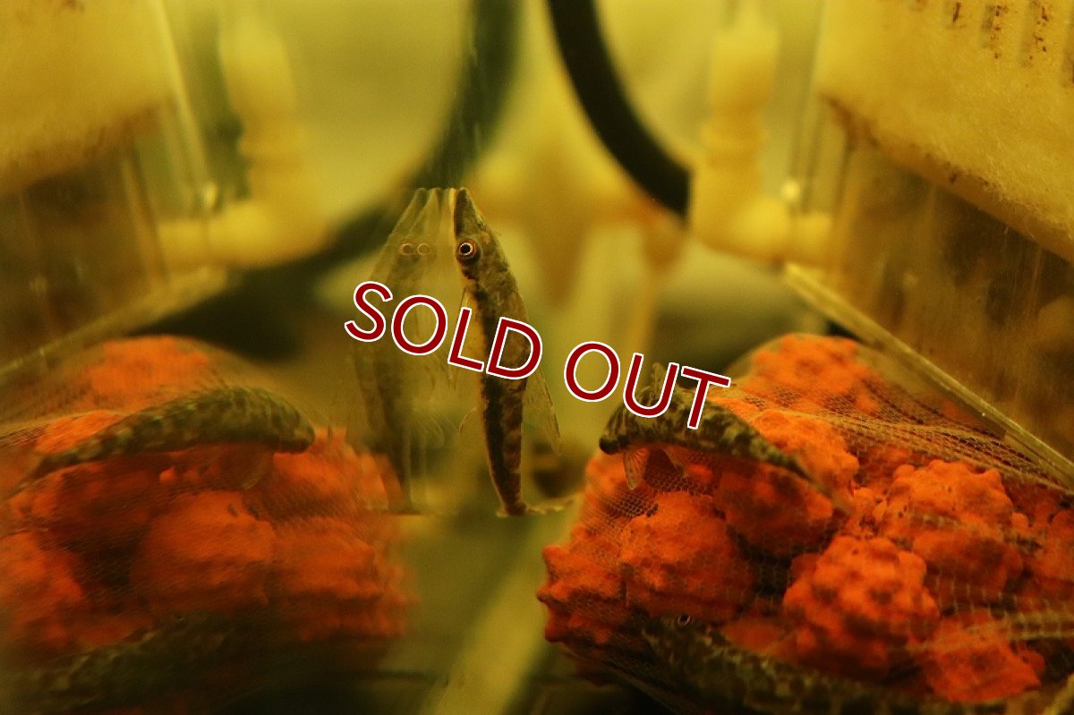 画像3: 【淡水魚】クリスタルマーブルオトシン ワイルド【１匹 サンプル画像】(オトシン)(生体)(熱帯魚)NK (3)