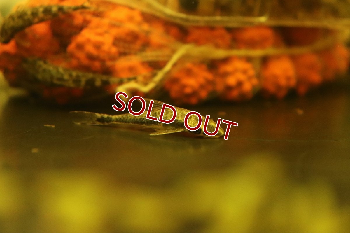 画像4: 【淡水魚】クリスタルマーブルオトシン ワイルド【１匹 サンプル画像】(オトシン)(生体)(熱帯魚)NK (4)