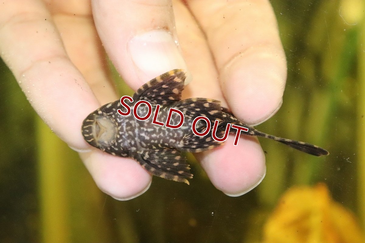 画像2: 【淡水魚】激レア ショートボディ オレンジスポットセルフィンプレコ【１匹 サンプル画像】(±6cm)(プレコ)(生体)(熱帯魚)NKP (2)