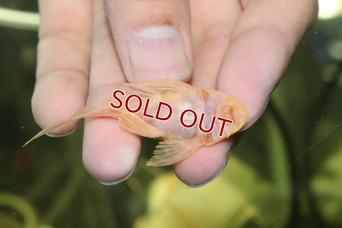 画像2: 【淡水魚】激レア ショートボディ アルビノマーブルセルフィンプレコ【1匹 サンプル画像】(±6cm)(プレコ)(生体)(熱帯魚)NKP (2)