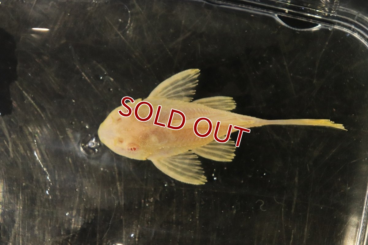 画像3: 【淡水魚】激レア ショートボディ アルビノマーブルセルフィンプレコ【1匹 サンプル画像】(±6cm)(プレコ)(生体)(熱帯魚)NKP (3)