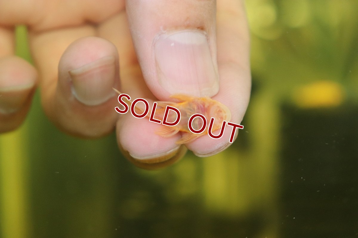 画像2: 【淡水魚】激レア ショートボディ ブルーアイゴールデンブッシープレコ【1匹 サンプル画像】(±3cm)(プレコ)(生体)(熱帯魚)NKP (2)