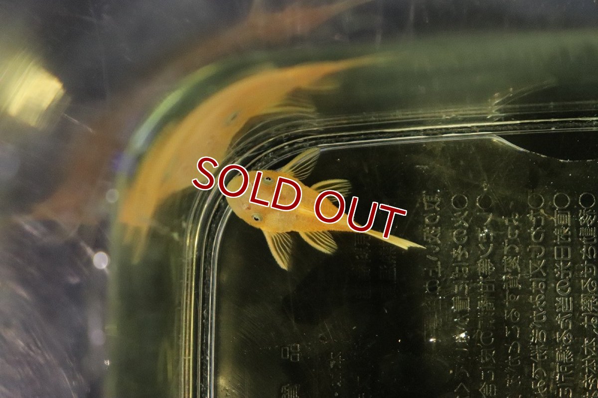 画像3: 【淡水魚】激レア ショートボディ ブルーアイゴールデンブッシープレコ【1匹 サンプル画像】(±3cm)(プレコ)(生体)(熱帯魚)NKP (3)